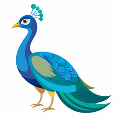 peacock vector illustration