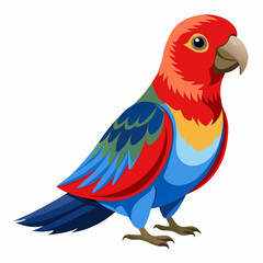 parrot on white background