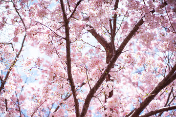 桜と空