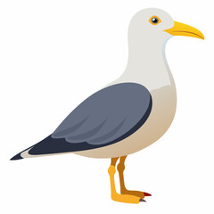 duck isolated on white