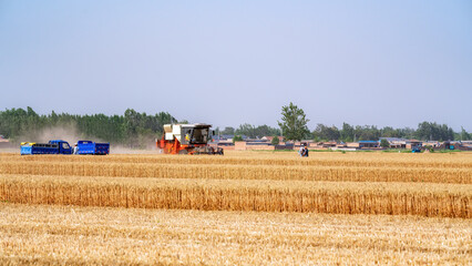 Fototapeta premium Wheat Harvest in a Rural Landscape