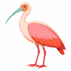 pink flamingo bird
