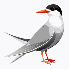 vector illustration of a bird