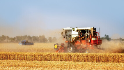 Fototapeta premium Wheat Harvest in a Rural Landscape
