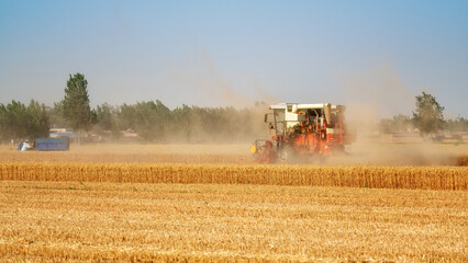Fototapeta premium Wheat Harvesting in a Rural Field