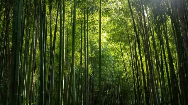 Arashiyama Bamboo Grove in Sunlight/嵐山竹林の陽光シーン5