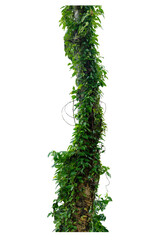 The trunk the tree has vines growing up. The twisted vines are isolated  on a white background with copy space and clipping path.