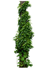 The trunk the tree has vines growing up. The twisted vines are isolated  on a white background with copy space and clipping path.