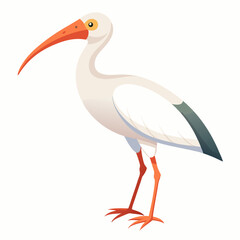 white stork ciconia