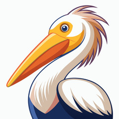 pelican on white