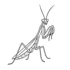 Praying mantis line art drawing vector illustration insect outline design for coloring page on transparent background