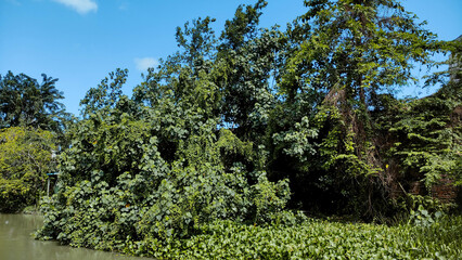 Dense Overgrown Green Vegetation Consuming Old Structures by Water