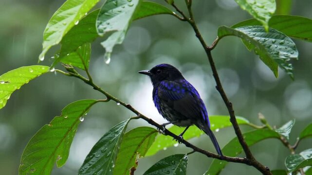 A small, dark blue bird with a subtle pattern on its wing perches on a branch with lush green leaves, some still glistening with raindrops.