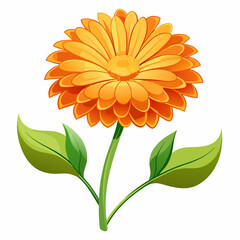 flower of calendula