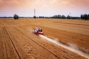 Wheat Harvest in a Golden Field