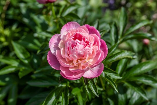 Beautiful pink peony flower in full bloom