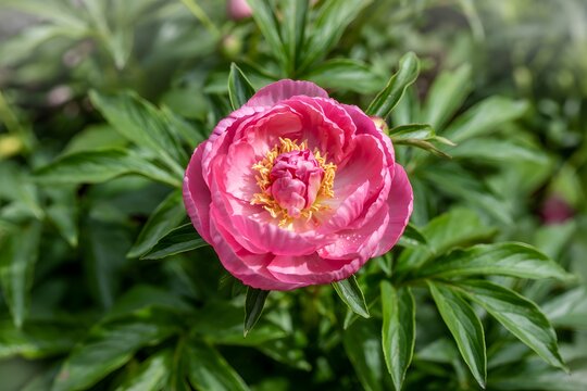 Pink peony blossom in lush green garden
