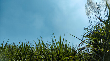 Wide Green Sugarcane Field Beneath Clear Blue Sky and Distant Airplane