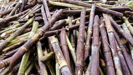 Large Pile of Freshly Harvested Colorful Sugarcane Stalks