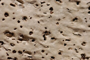 Cork Harvest natural material. Cork is a natural raw material that is one hundred percent biodegradable, recyclable, and renewable.