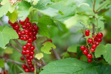 A bunch of bright red currants hang on a branch, surrounded by green leaves.