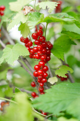 A bunch of bright red currants hang on a branch, surrounded by green leaves.