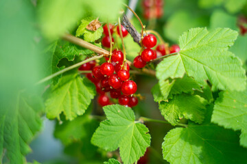 A bunch of bright red currants hang on a branch, surrounded by green leaves.