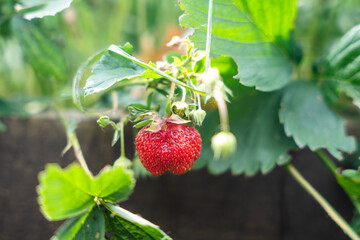 A vibrant red strawberry hangs from its vine, surrounded by green leaves and buds, with a blurred background.