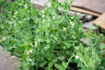 A lush bed of pea plants with vibrant green foliage and delicate white flowers.