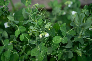 A lush bed of pea plants with vibrant green foliage and delicate white flowers.