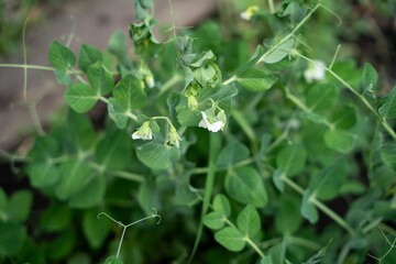 A lush bed of pea plants with vibrant green foliage and delicate white flowers.