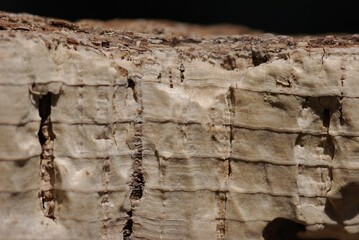 Cork Harvest natural material. Cork is a natural raw material that is one hundred percent biodegradable, recyclable, and renewable.
