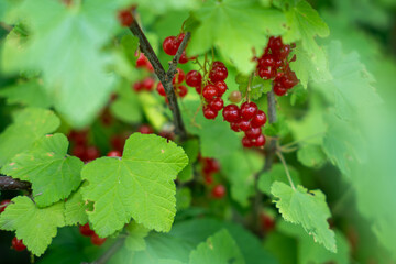 A bunch of bright red currants hang on a branch, surrounded by green leaves.