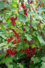 vibrant clusters of red currants hanging from lush green foliage. The bright red berries contrast beautifully with the surrounding leaves.