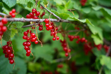 vibrant clusters of red currants hanging from lush green foliage. The bright red berries contrast beautifully with the surrounding leaves.