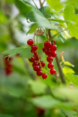A bunch of bright red currants hang on a branch, surrounded by green leaves.