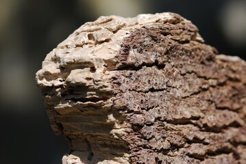 Cork Harvest natural material. Cork is a natural raw material that is one hundred percent biodegradable, recyclable, and renewable.