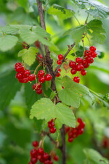 A bunch of bright red currants hang on a branch, surrounded by green leaves.