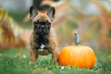 french bulldog puppy posing outdoors with a pumpkin