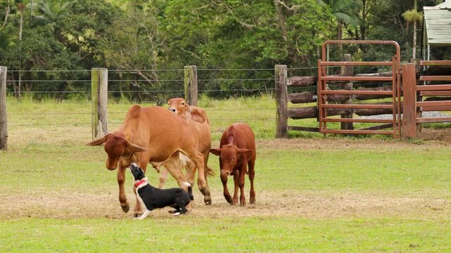 Cattle Herding Demonstration with Skilled Dogs