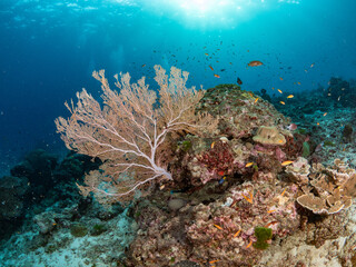 Underwater landscape of Andaman sea, Thailand. Soft coral and Gorgonian Sea Fan with a group of fishes. Scuba diver activity in the blue ocean. Marine life ecosystem.