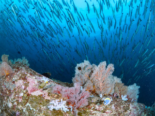 School of Barracuda fish. Group of marine life swimming on Gorgonian Sea Fan in coral reef. Andaman sea, Thailand.