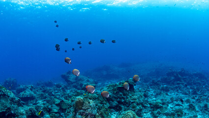 A school of Collare Butterflyfish (Chaetodon collare) swimming in the blue water over coral reef at  Andaman Sea in Thailand.