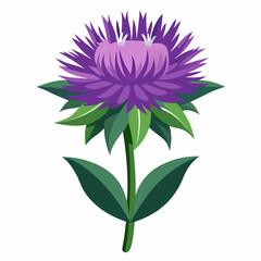 pink dahlia isolated on white