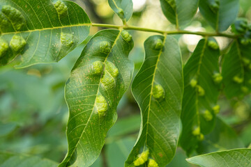 Diseased Walnut Leaves Showing Yellow Blister-Like Spots from Gall Mites