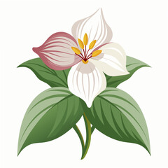 vector illustration of lily flower