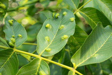 Walnut Leaves with Yellow Oval Galls Caused by Gall Mites