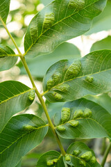Walnut Leaves with Yellow Oval Galls Caused by Gall Mites