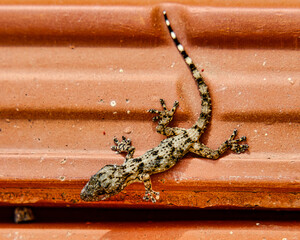 Small reptile commonly known as a gecko