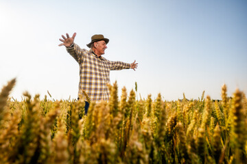 Senior man is standing in his growing wheat field. Farmer is satisfied with growth of crops.